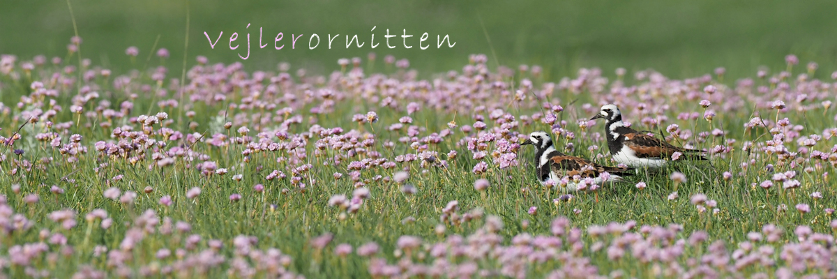 Vejlerornitten