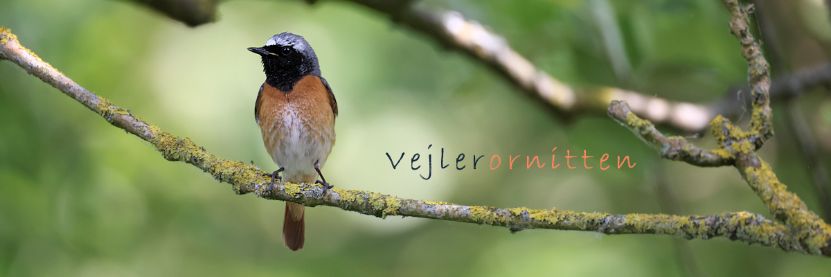 Vejlerornitten