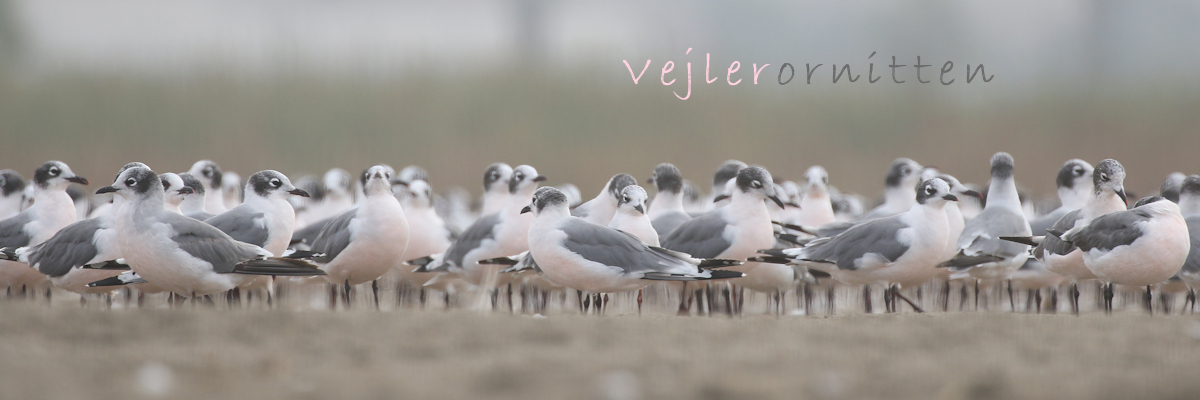 Vejlerornitten