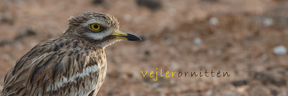 Vejlerornitten