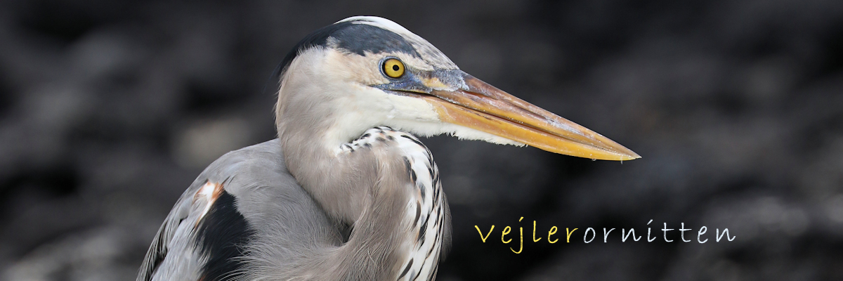 Vejlerornitten