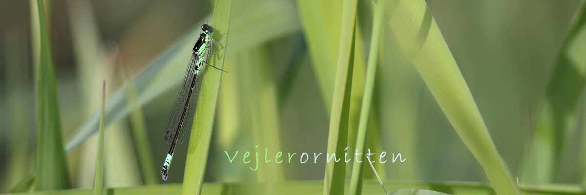 Vejlerornitten