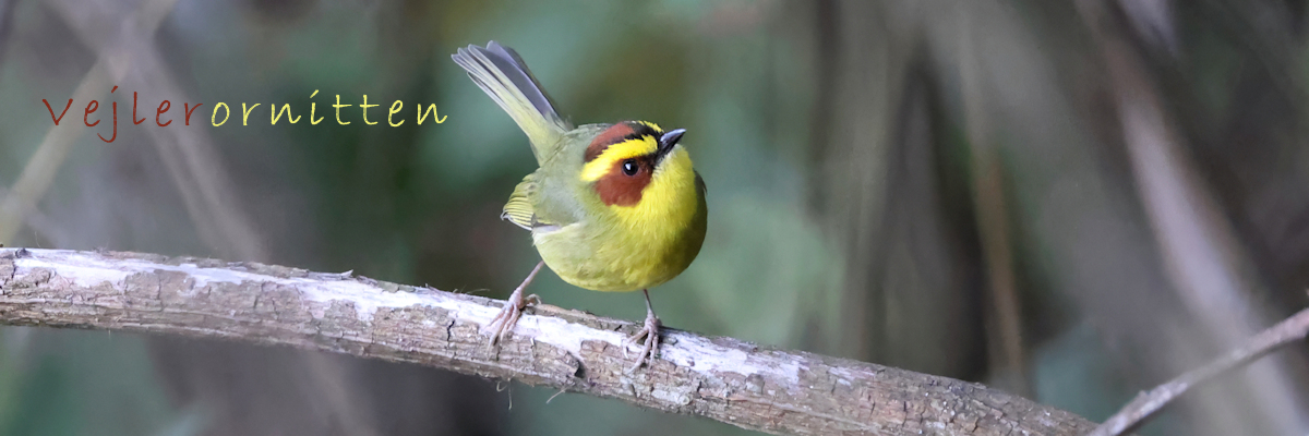 Vejlerornitten