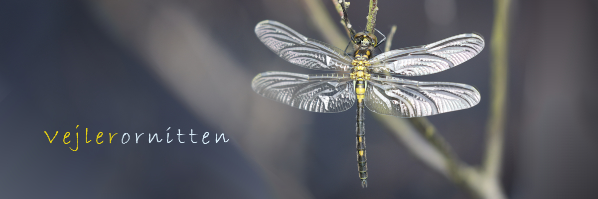 Vejlerornitten