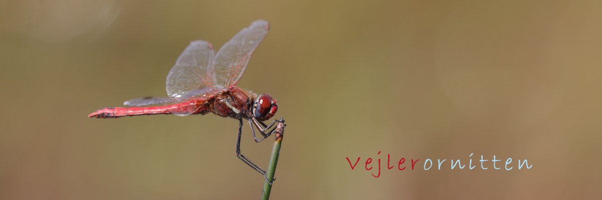 Vejlerornitten