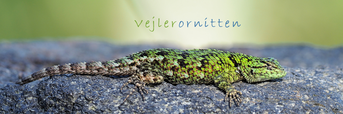 Vejlerornitten