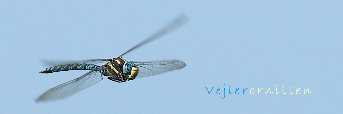 Vejlerornitten