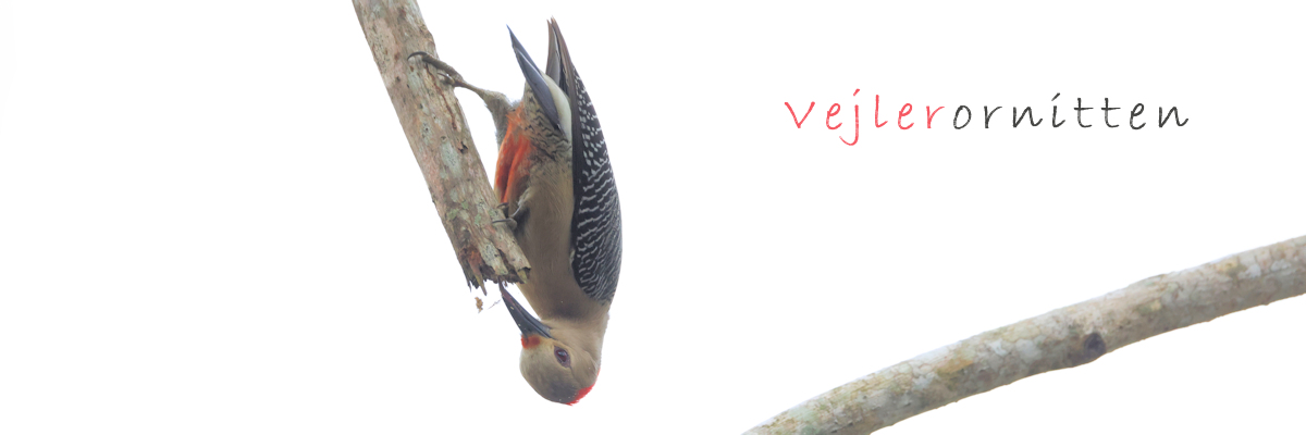 Vejlerornitten