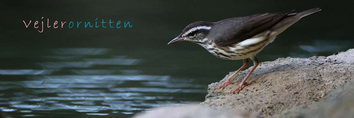 Vejlerornitten
