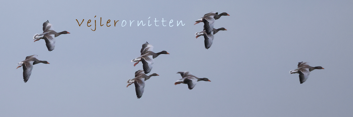Vejlerornitten