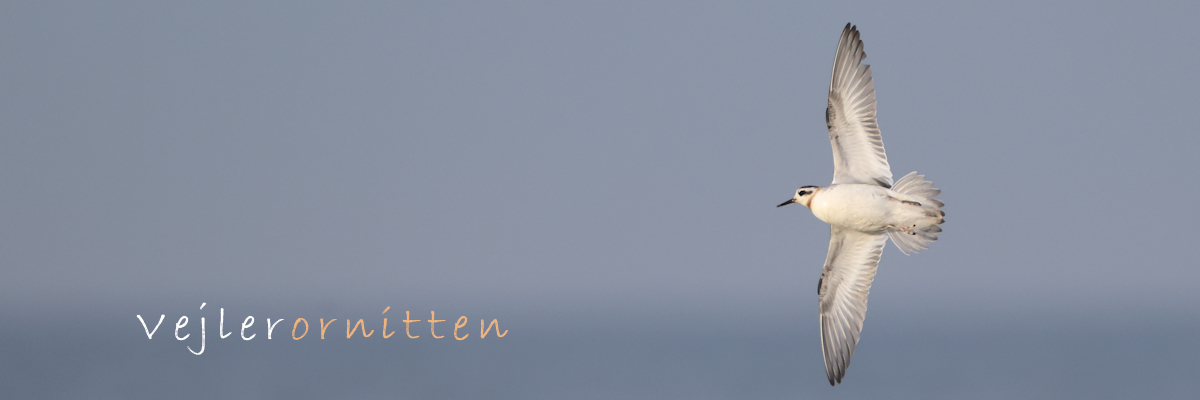 Vejlerornitten