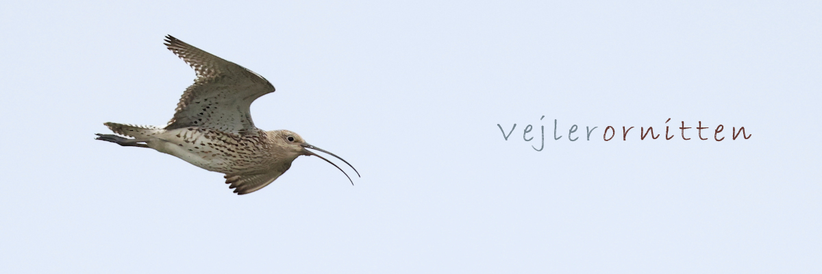 Vejlerornitten