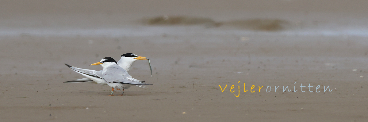 Vejlerornitten