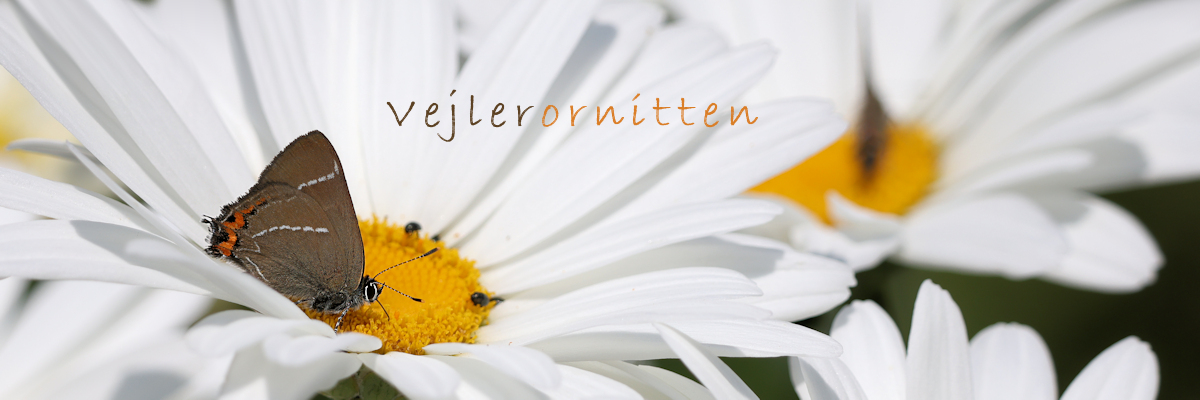 Vejlerornitten