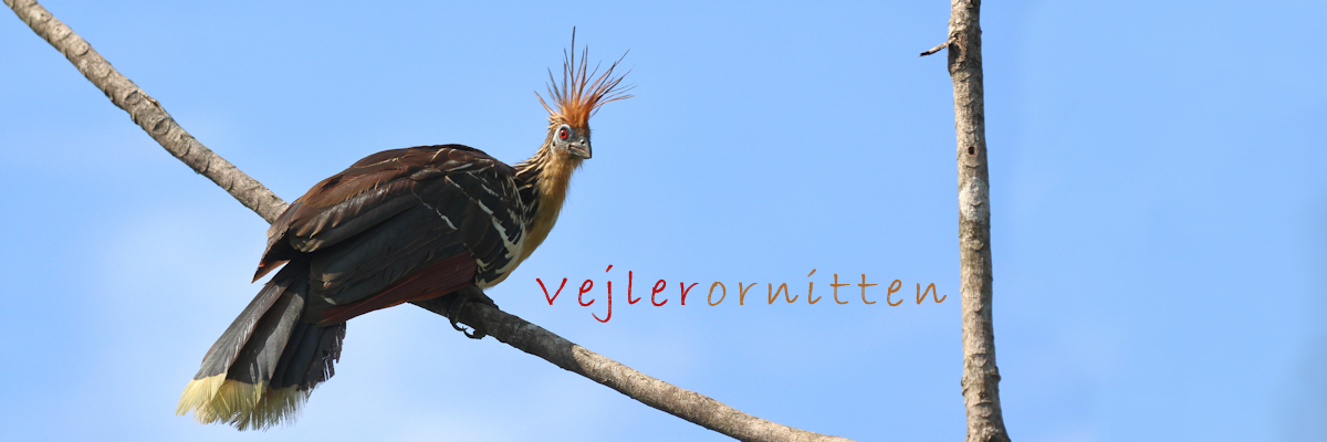 Vejlerornitten