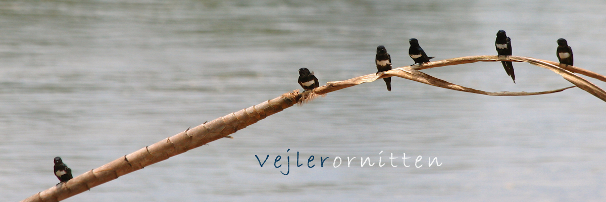Vejlerornitten