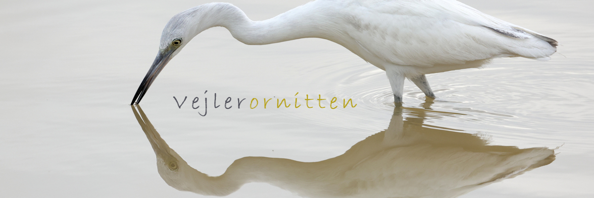 Vejlerornitten