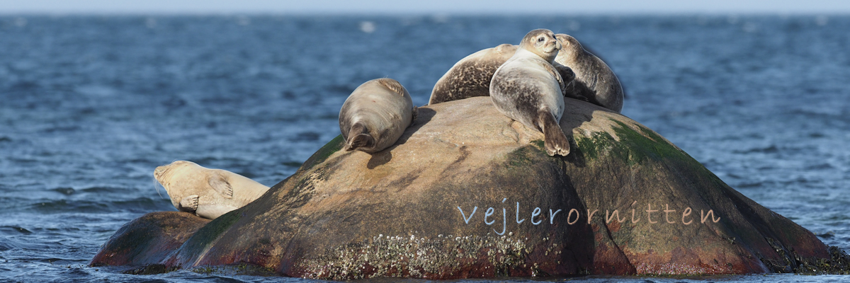 Vejlerornitten