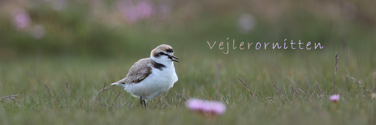 Vejlerornitten