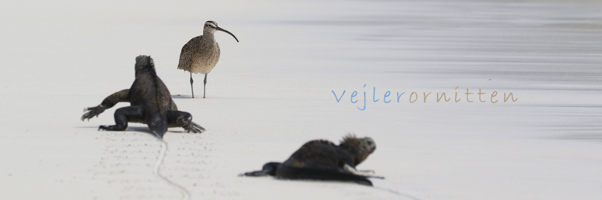 Vejlerornitten