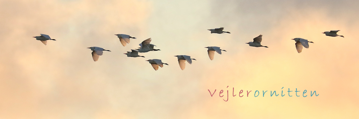Vejlerornitten