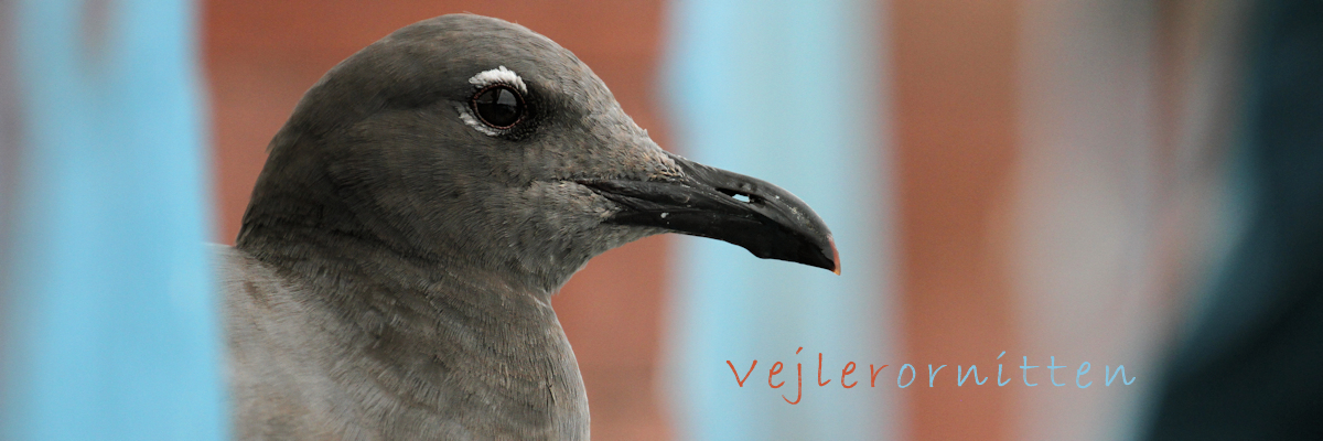 Vejlerornitten