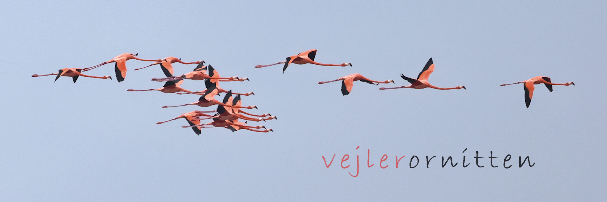 Vejlerornitten